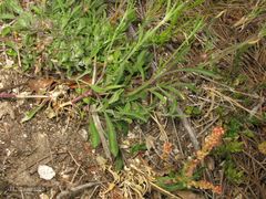 Silene nutans nutans