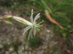 Silene nutans nutans