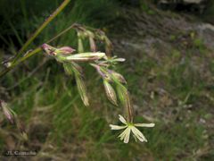 Silene nutans nutans