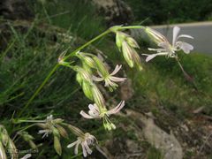 Silene nutans nutans
