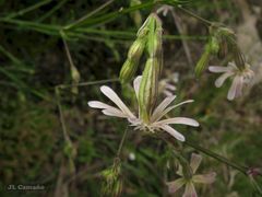 Silene nutans nutans