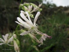 Silene nutans nutans