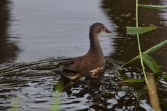 Gallinula chloropus