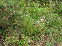 Silene nutans nutans