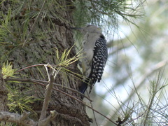 Melanerpes aurifrons