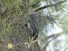 Melanerpes aurifrons