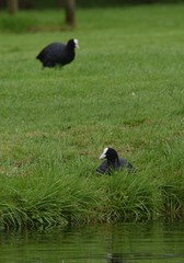 Fulica atra