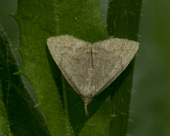 Pechipogo strigilata