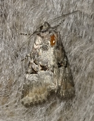 Mesoligia literosa