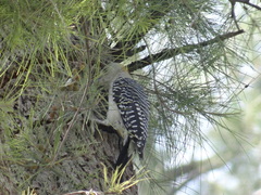 Melanerpes aurifrons