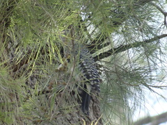 Melanerpes aurifrons