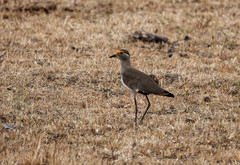 Vanellus superciliosus
