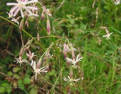 Silene nutans nutans