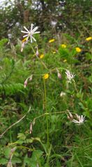 Silene nutans nutans