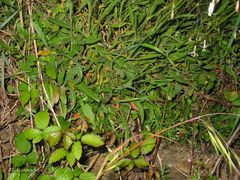 Silene nutans nutans