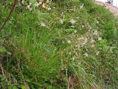 Silene nutans nutans