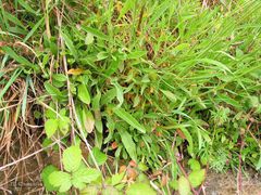 Silene nutans nutans