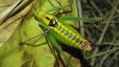 Poecilimon thoracicus