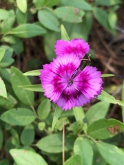 Dianthus barbatus