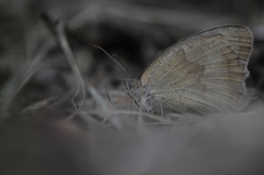 Hyponephele lycaon