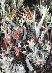 Cladonia polydactyla