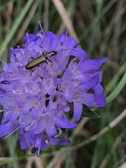 Chrysanthia geniculata