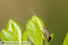 Adela caeruleella