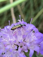 Chrysanthia geniculata