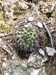 Mammillaria wagneriana