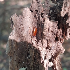 Parcoblatta virginica