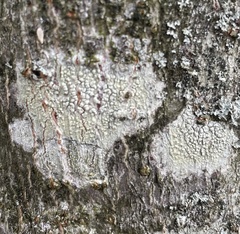 Pertusaria heterochroa
