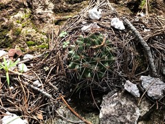 Mammillaria wagneriana