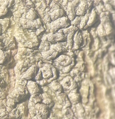 Pertusaria heterochroa