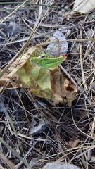 Poecilimon thoracicus