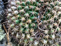 Mammillaria wagneriana