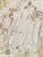 Pertusaria heterochroa