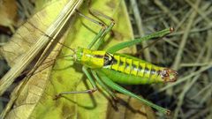 Poecilimon thoracicus