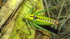 Poecilimon thoracicus