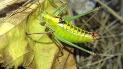 Poecilimon thoracicus