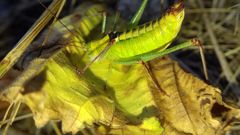 Poecilimon thoracicus