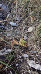 Poecilimon thoracicus