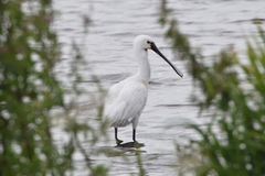 Platalea leucorodia