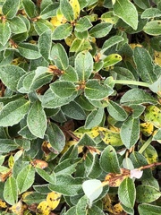 Salix pyrenaica