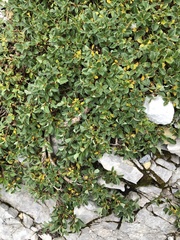 Salix pyrenaica