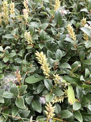 Salix pyrenaica