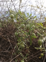 Ibervillea macdougalii