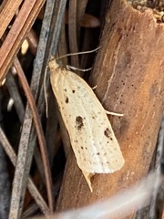 Clepsis anderslaneyii