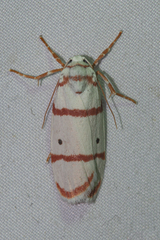 Cyana quadrinotata