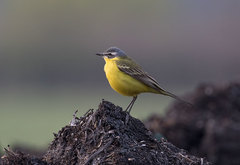 Motacilla flava flava