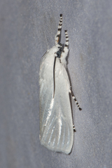 Eschata